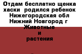 Отдам бесплатно щенка хаски, родился ребенок - Нижегородская обл., Нижний Новгород г. Животные и растения » Отдам бесплатно   . Нижегородская обл.